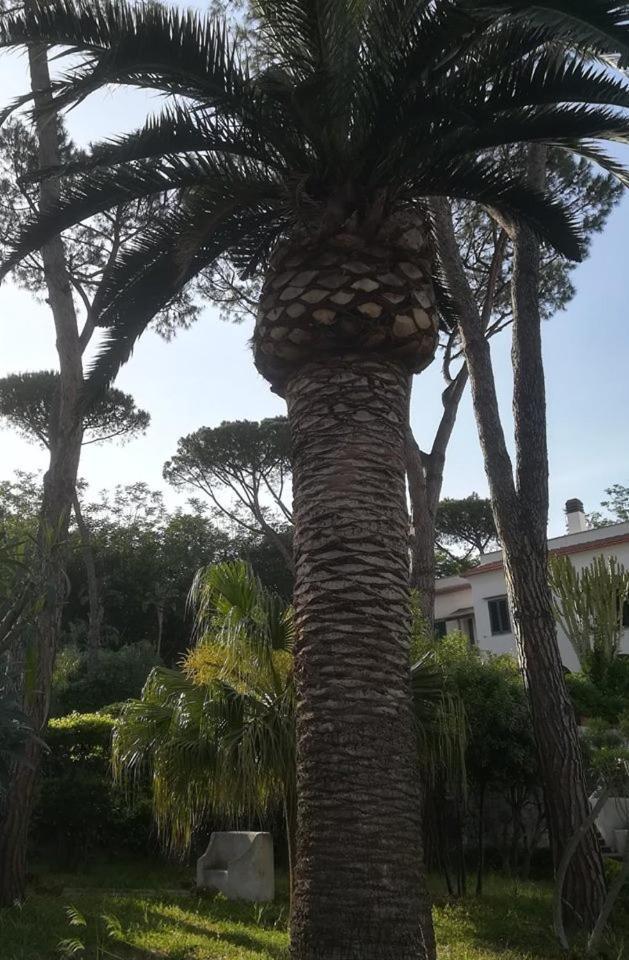 איסקיה Villa Iscla Maison D'Hotes מראה חיצוני תמונה